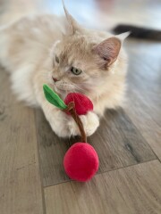 Katzenspielkissen Kuschelkirschen